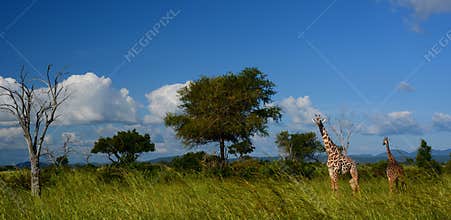 Giraffes. Mikumi National Park, Tanzania