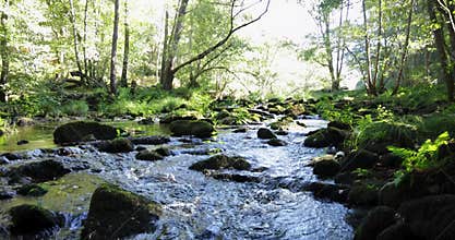 A brook is flowing in a green bright forest with trees