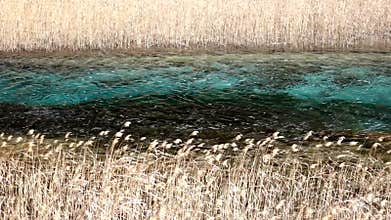 Jiuzhaigou reed lake