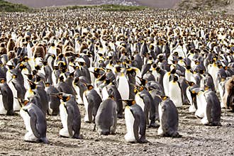 King Penguin Colony