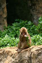 Young monkey eating plant