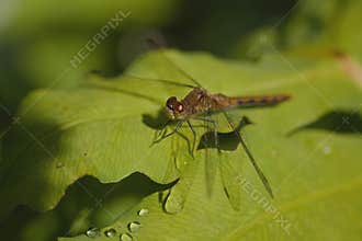 Small dragonfly with red eyes
