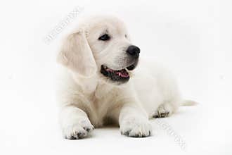 Puppy time