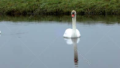 Male and female Mute swans, Cygnus olor, swimming together with their beautiful white plumage