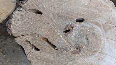 Tree stump cross-section showing growth rings, arborist age assessment