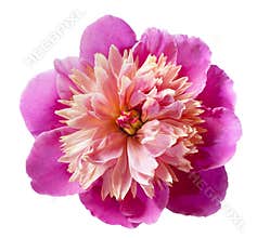 Pink peony flower isolated
