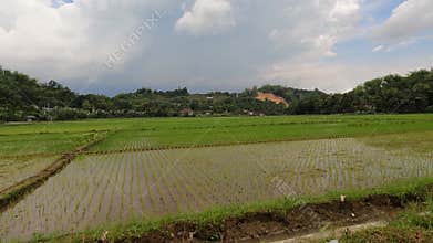 Sunny Noon Ride Through Expansive Rice Field Road