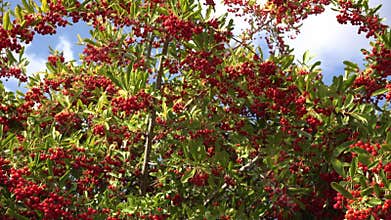Bright scarlet clusters of pyracantha berries against a blue sky, a spectacular backdrop on autumn days