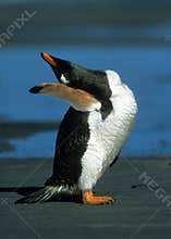 Penguin fitness