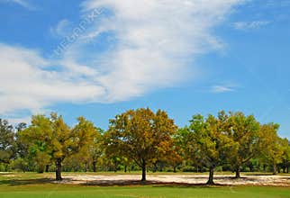 Trees Under Pretty Sky