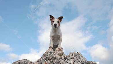 Jack Russell posing on mountain summit