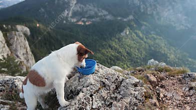 Jack Russell drinking from bowl on cliff edge