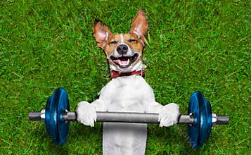 Fitness dog