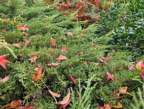 Beautiful autumn foliage with colorful leaves resting on green shrubs in a serene garden setting