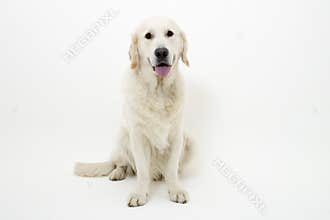 Sweet golden retriever