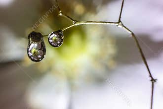 Flower reflection in water droplets on a plant stem