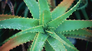 Close up of an aloe vera plant after rai