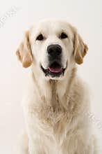 Dogs portret