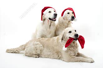 Christmass dogs