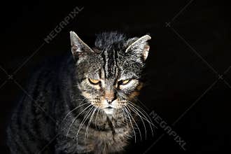 A close-up of a stray cat , an urban animal