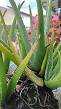 Aloe Vera Plant
