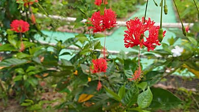 hanging red hibiscus schizopetalus petal flower plant.