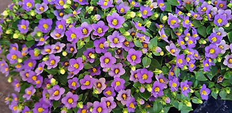 Background of purple flowers of Exacum affine or Persian violet.