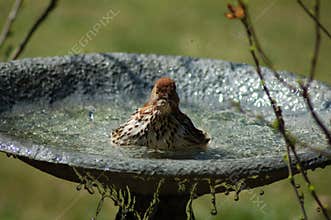 Bathing Bird