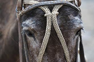 Horses kept in mountainous areas for the movement of climbers, mountaineers, and tourists. Blindfolded horses