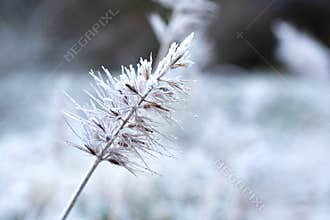 Macro of Hoarfrost Crystals on Pine Needles in Winter