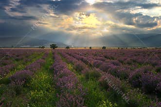 Lavender field