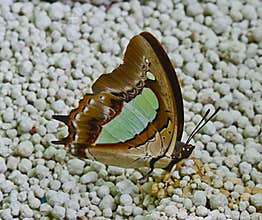 brown and green butterfly standing on cat sand and sucking liquid from cat feces