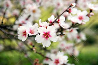 Almonds tree flowering branch