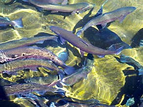 Rainbow Trout in Fish Hatchery