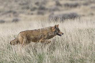 Coyote on the prowl for food