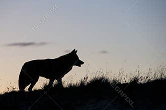 Silhouette of coyote on prairie