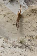 Mountain lion leaping of tall ridge