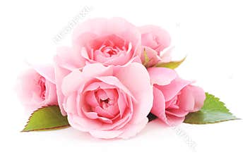 Pink Roses