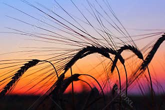 Sunset over rye field