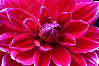 Closeup of a Dahlias flower