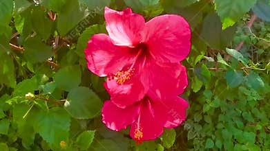 Red beautiful hibiscus flower flowers shrub tree plant in Thailand