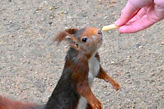 Squirrel takes food from a human hand
