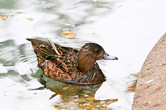 Female mallard duck swimming in a calm lake