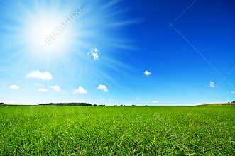 Fresh green grass with bright blue sky