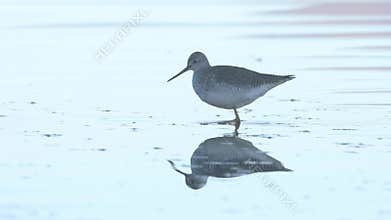 Yellowlegs in northern California