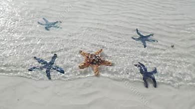 Starfish under water on sand beach