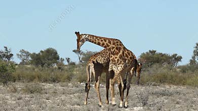 Fighting giraffes