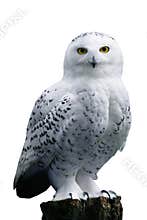 Snow Owl on white background