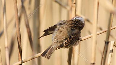 Eurasian tree sparrow Passer montanus perching on a dry reed stalk and preening its feathers