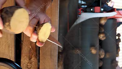 Close up of a man cutting a fresh potato to show its quality. Inspection of